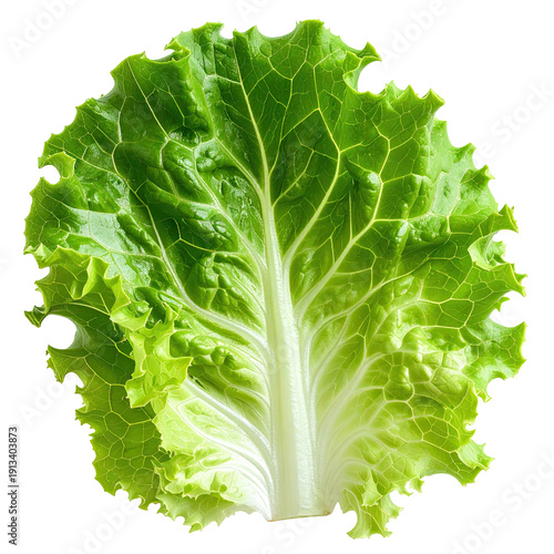 Crisp, green leaf of lettuce with intricate vein details against a black background