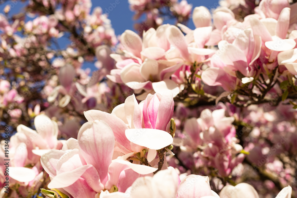 Obraz premium Beautiful magnolia flowers in full bloom springtime nature background