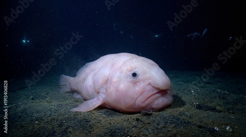 Blobfish rests on the ocean floor, its pink, gelatinous body illuminated against the dark backdrop.