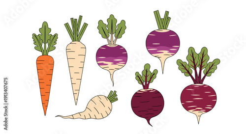 A collection of various root vegetables including carrots, parsnips, turnips, and beetroots is displayed on a white background.