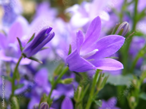 Campanula