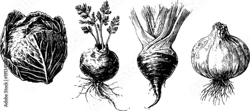 Vintage botanical engraving of cabbage, leek, and parsnip for design and print