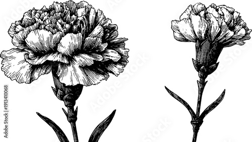 Vintage engraving art of carnation flowers and ruffled petals for design