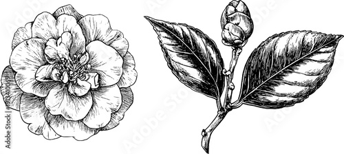 Detailed engraved illustration of camellia flowers and glossy leaves for botanical design