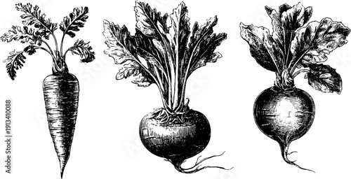 Vintage engraved illustration set of carrot, beet, and radish for retro design and decor