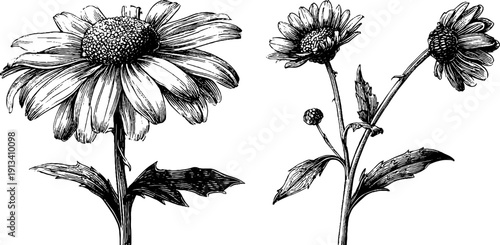 Vintage engraved chamomile flowers and buds illustration for botanical design