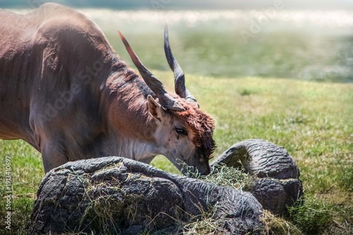 goat in the meadow