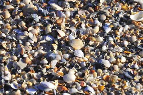 After the heavy rains and destructive winds, seashells and small stones on the beach are the only things left after the beach has been washed away.