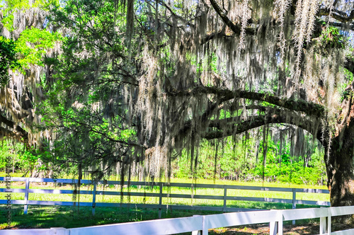 The moss hangs from many trees in the South, creating an interesting look for many tourists.