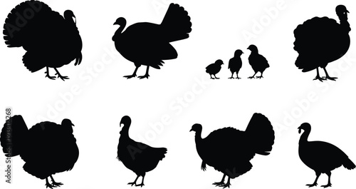Turkey Silhouette Collection Featuring Adult Birds and Chicks Farm Poultry Isolated on White Background Vector Illustration Set for Thanksgiving Design