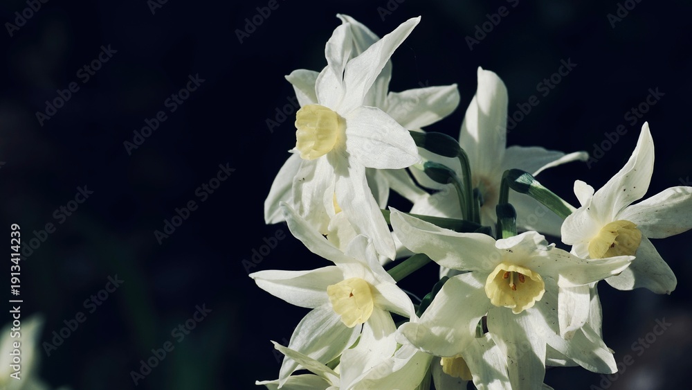 Fototapeta premium Close-up of White and Yellow Daffodils in Sunlight