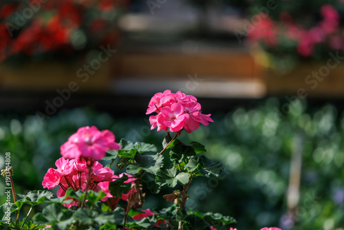 Wallpaper Mural A close-up of pink geraniums in full bloom. Torontodigital.ca