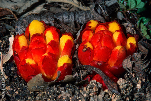 Cytinus hypocistis, a remarkable parasitic plant commonly found in the Mediterranean region. Sardinia, Italy
