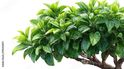 Vibrant green foliage of a lush plant with a single small green fruit against a clean white