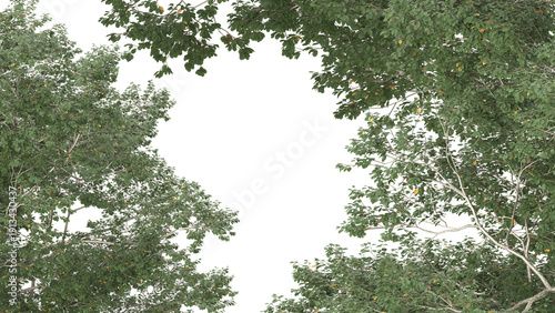 Various types of tree branch plants bushes shrub and and small plants isolated	
