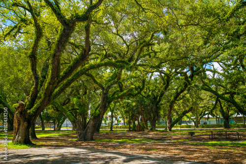Bilde på lerret Scenic wide view of ancient oak trees covered with green resurrection ferns in a sunny public park in Hollywood, Florida, on a summer day
