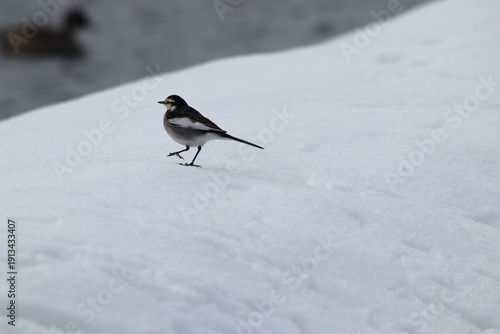 wagtail walking on the snow
