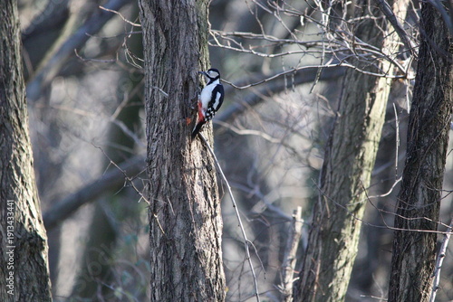 woodpecker searching for food in the forest