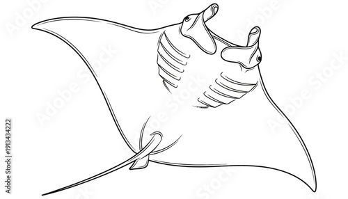 Detailed line art drawing of a majestic manta ray swimming with its mouth open and gill slits visible showcasing graceful fins and a pointed tail ocean life sea creature marine animal