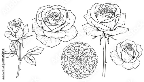Detailed line art illustrations of five different rose varieties and one chrysanthemum presented in a vintage botanical drawing style 178 characters flower floral sketch outline