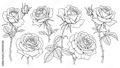 A collection of detailed line art illustrations featuring blooming roses and rosebuds with thorny stems and leaves presented in an artistic arrangement flower floral drawing