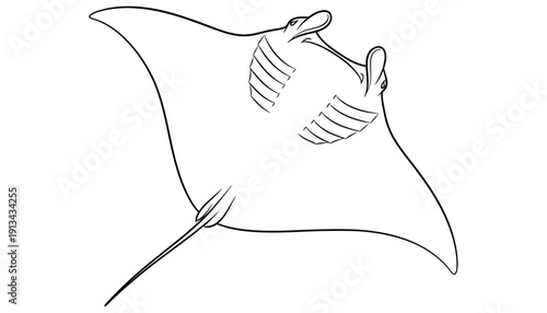 Minimalist line art illustration of a majestic manta ray swimming gracefully showcasing its wide fins and unique gill structure in a simple outline marine life ocean animal