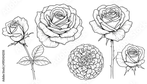 A collection of detailed black and white line art illustrations of various rose blooms and a Dahlia flower roses floral drawing sketch botanical petal nature garden vintage