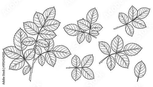 Collection of detailed black and white line art illustrations of rose plant branches with serrated leaves presented as separate elements against a white background Collection of detailed