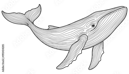 Detailed black and white line art illustration of a majestic whale gracefully swimming with its pectoral fins and fluke clearly defined marine life ocean sea creature artistic