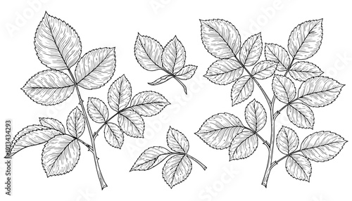 Detailed monochrome illustration of compound leaves on thorny stems rendered in a classic engraving style for botanical art leaf nature plant branch green floral organic growth