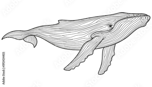 Detailed line art illustration of a humpback whale in profile showcasing its iconic fins and tail with intricate linear patterns for a stylized natural depiction ocean marine