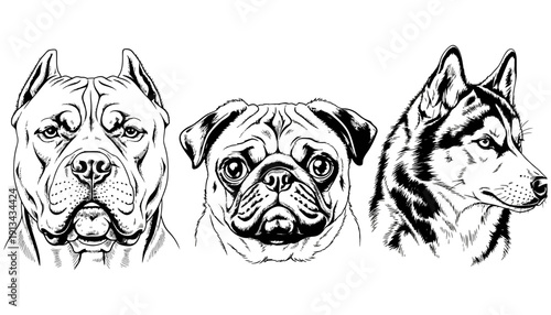Three detailed line art portraits of dog heads featuring a pitbull a pug and a husky presented side by side in black and white dogs canine animal pet drawing illustration