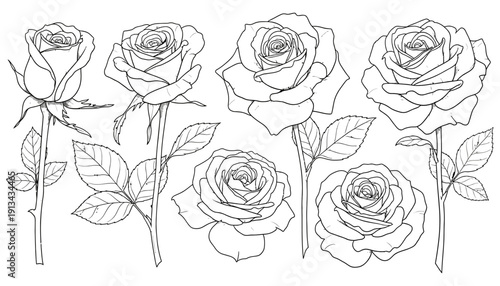 Collection of six detailed hand drawn line art illustrations of roses with stems and leaves presented in a classic artistic style flower floral drawing sketch botanical bloom