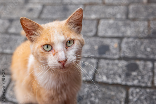 portrait of a cat
