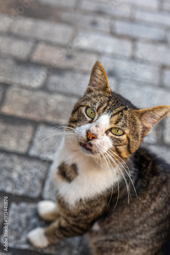 portrait of a cat