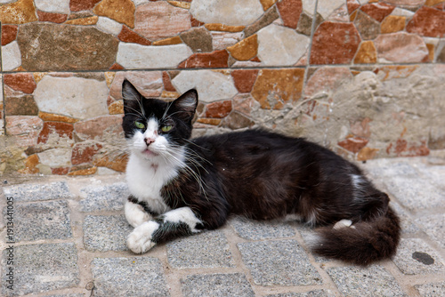 black and white cat