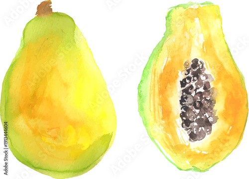 水彩で描いた黄パパイヤのイラスト