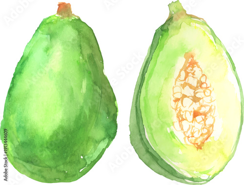 水彩で描いた青パパイヤのイラスト　ベクター