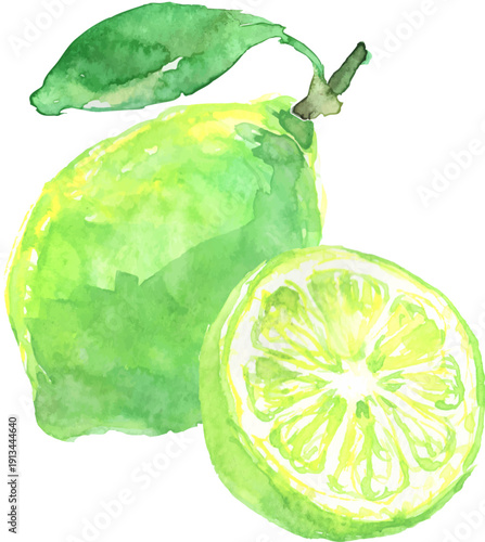 水彩で描いたライムのイラスト　ベクター