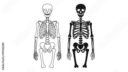 Anatomical illustration showcasing both anterior and posterior views of the human skeletal system