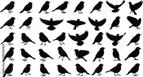 Collection of bird silhouettes in various poses and flight positions, vector illustration set for wildlife design, nature clipart, decorative graphic elements