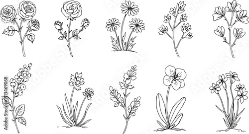 Hand-Drawn Botanical Illustration Set: Roses, Daisies  Wildflowers