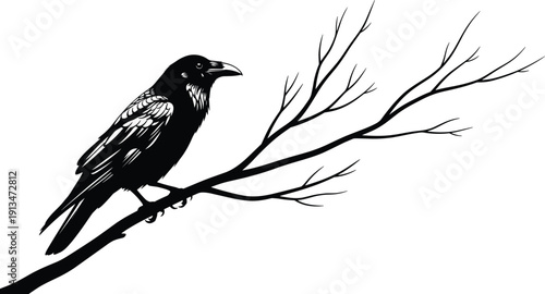 Black Silhouette of a Crow Raven Perched on a Bare Tree Branch Representing Nature Wildlife Mystery and Gothic Atmosphere