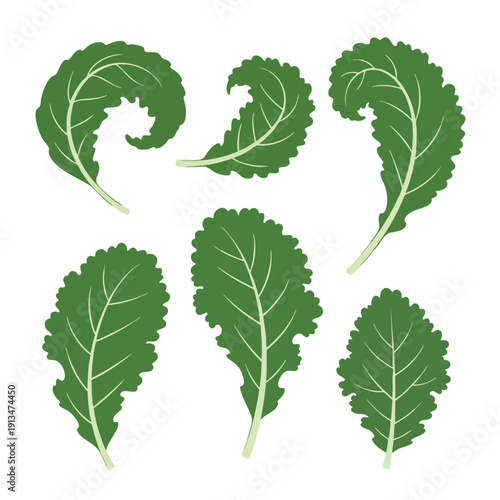 Fresh Green Lettuce Leaves for Healthy Eating and Culinary Use