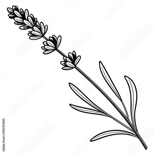 Single Lavender Stem Close Detail – Essential Oil Identity 1