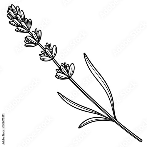 Single Lavender Stem Close Detail – Essential Oil Identity