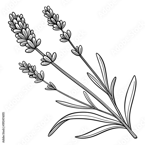 Lavender Botanical Study – Apothecary Editorial Layout