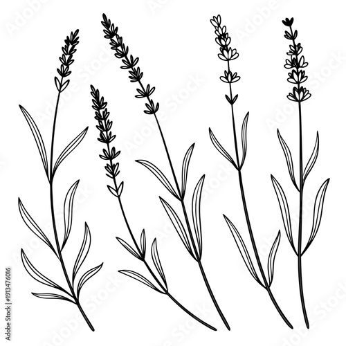 Lavender Cluster Botanical Grid – Essential Oil Luxury Layout 1