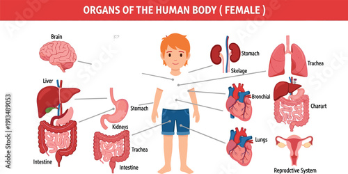 Educational vector infographic showing organs of the human body for a female with labels for brain heart and lungs