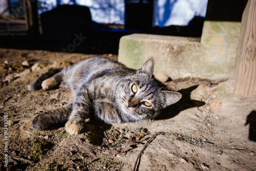Cat in the Dirt